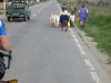 2007-08-22-10-typical-romania.jpg